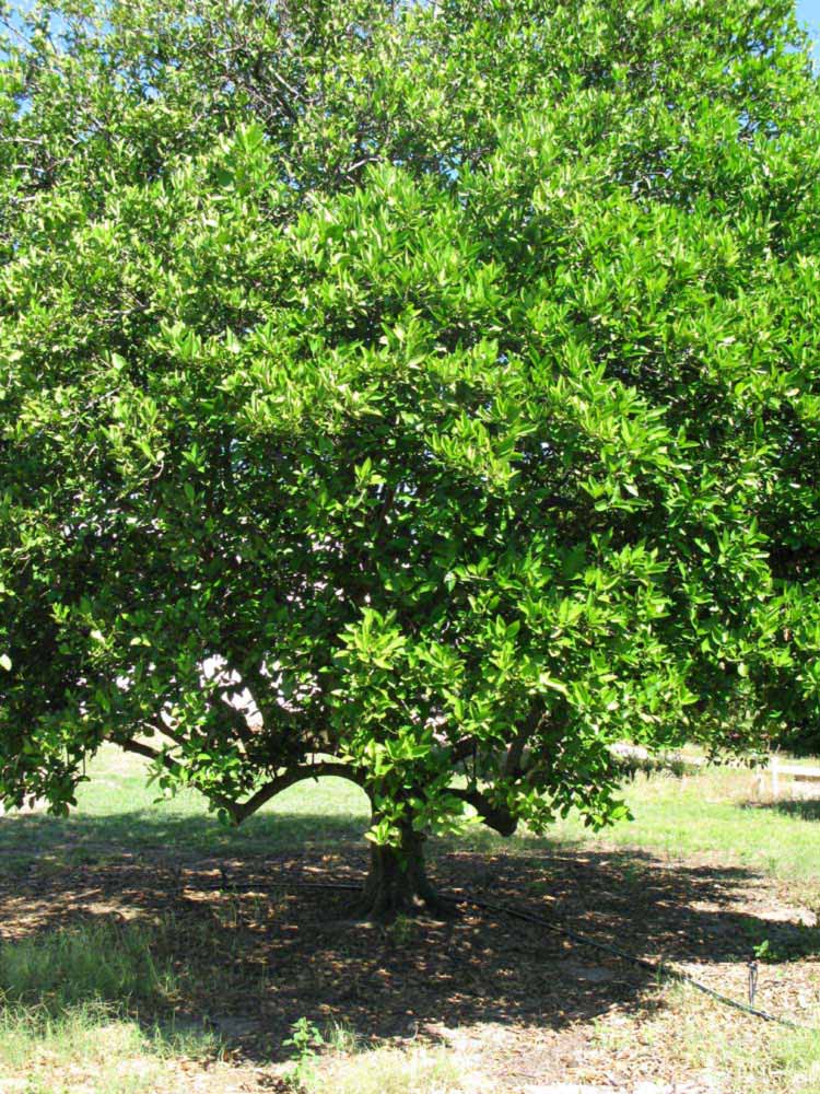                       Habit (Winter Haven, FL)       